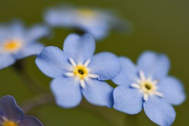 Fleurs