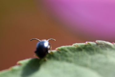 Insectes