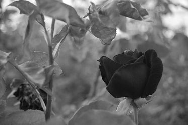 Noir & Blanc